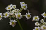 Stiff cowbane